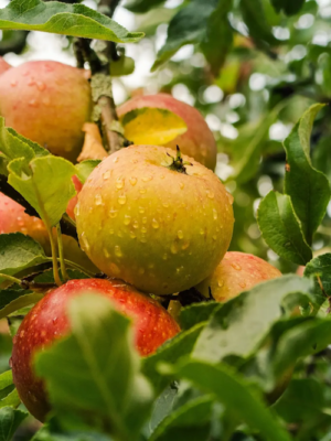 scion racines nues pommier reinette ananas bio vendée