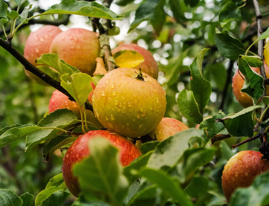 scion racines nues pommier reinette ananas bio vendée