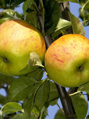 Reinette d’Angleterre