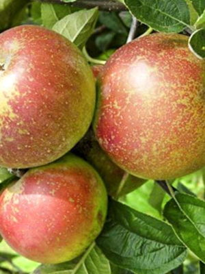 Reinette d'Armorique