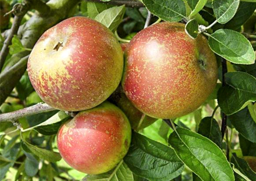 Reinette d'Armorique