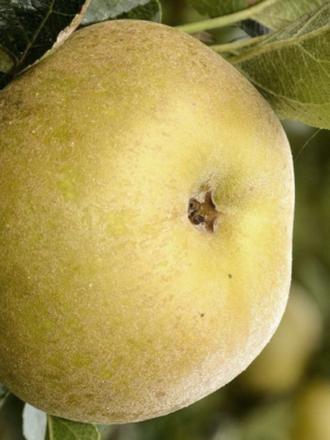 Reinette du Canada blanche