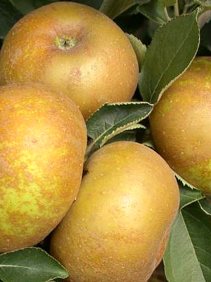 Reinette du Canada grise