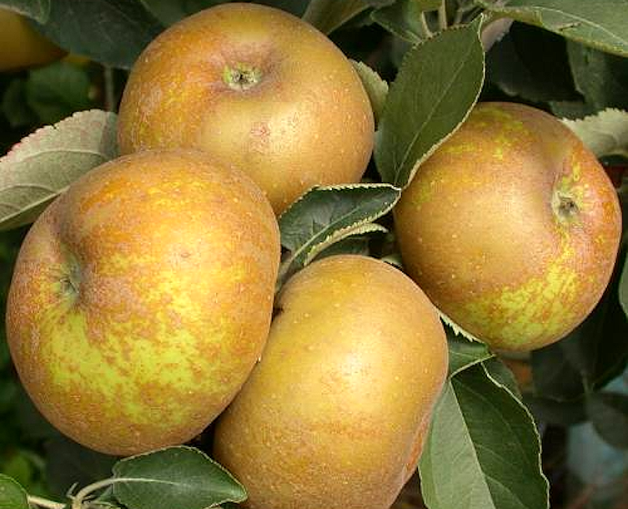 Reinette du Canada grise