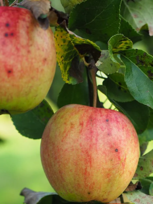 Reinette Grand-Mère