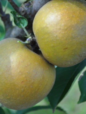 Reinette Grise de Saintonge