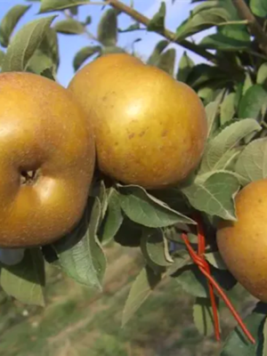 Reinette Grise de Torriana