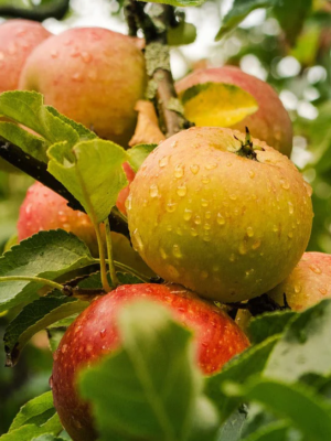 Reinette Orange du Cantal