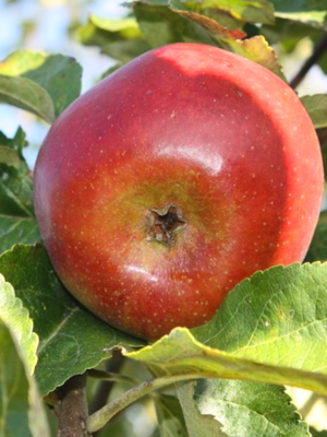 Sang de Bœuf du Béarn