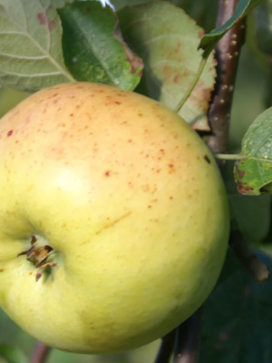 scion pommier transparente de croncels bio Vendée