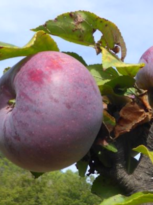 Violette de la Thomassine