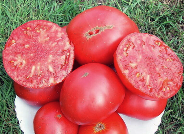 Tomates Brandywine Rose