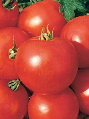 Tomates Casaque Rouge