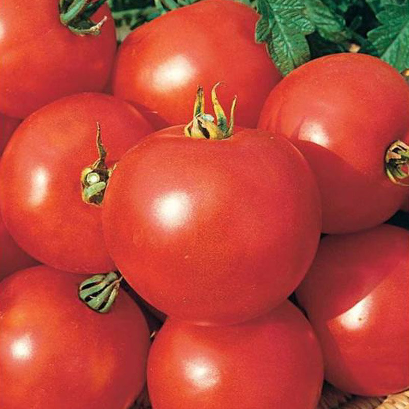 Tomates Casaque Rouge