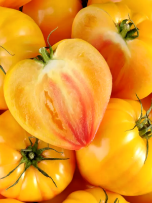 Tomates Cœur de Bœuf Orange